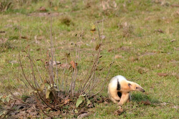 Southern Anteater Looking Food Brazilian Pantanal — 图库照片