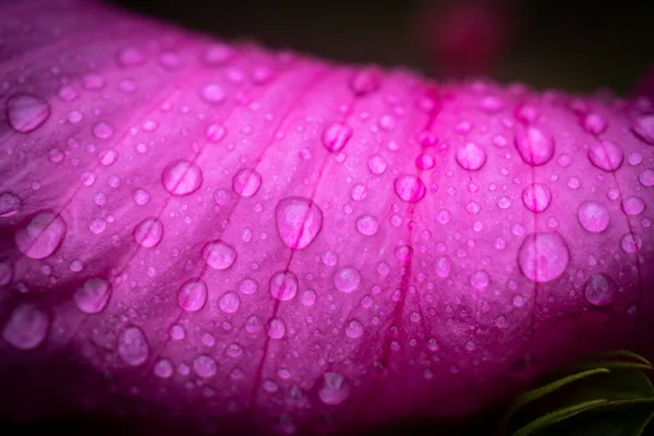 Close Das Pétalas Uma Flor Roxa Com Gotas Orvalho — Fotografia de Stock