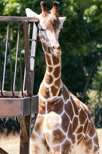 Zsiráf Függőleges Közelsége Állatkertben — Stock Fotó