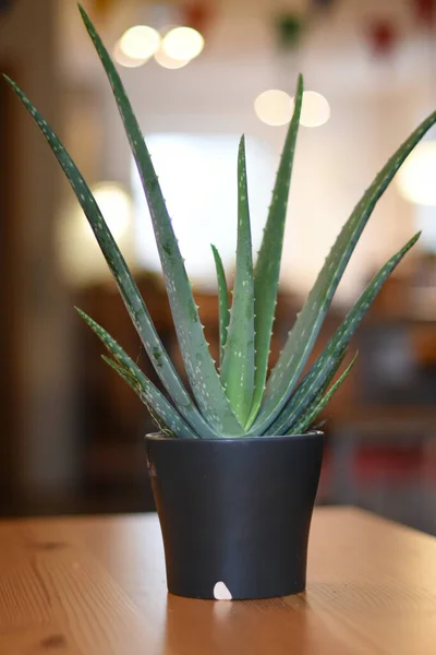Sebuah Gambar Vertikal Dari Aloe Pada Pot Bunga — Stok Foto