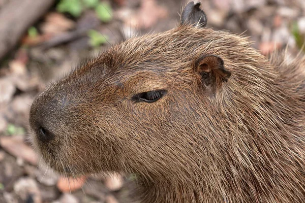 Közelkép Egy Capybaráról Brazil Pantanalban Világ Legnagyobb Rágcsálójáról — Stock Fotó