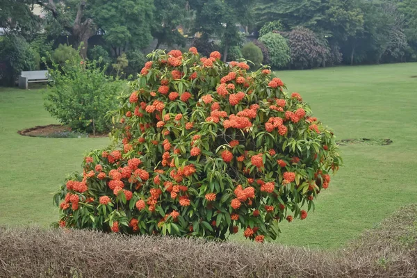 インドの公園で栽培された赤い花でいっぱいの大きな中国のイクソラ植物の美しい景色 熱帯植物です — ストック写真