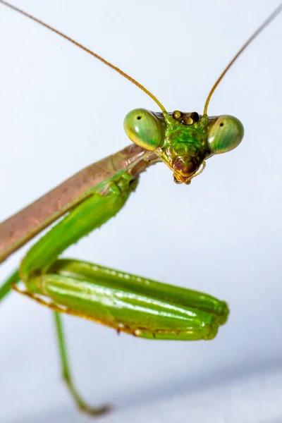 Una Macro Toma Una Mantis Verde Aislada Una Superficie Blanca —  Fotos de Stock