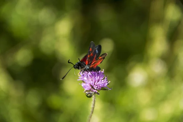 Zygaena Lonicerae Burnet Cinq Points Frontière Étroite Uvac Serbie — Photo