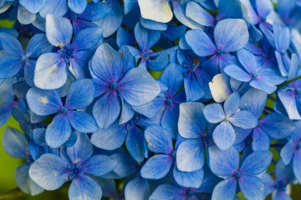 Крупним Планом Красива Блакитна Гортензія — стокове фото