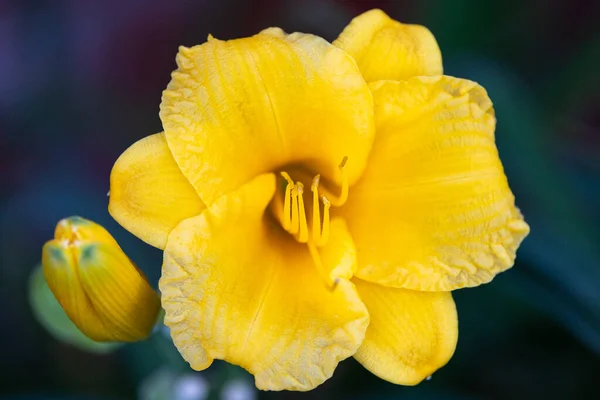 Primer Plano Una Hermosa Flor Amarilla Floreciendo Jardín —  Fotos de Stock