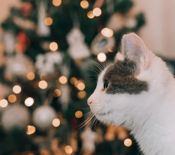 Een Schattig Katje Adopteren Voor Kerst Huisdieren Zijn Geen Speelgoed — Stockfoto