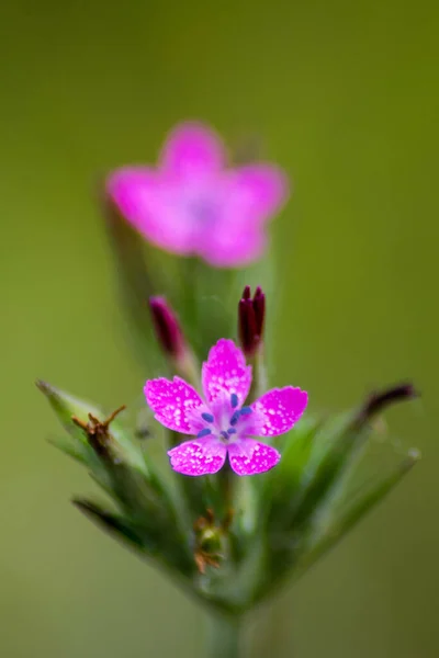 Mor Çiçeklerin Yakın Çekimi — Stok fotoğraf