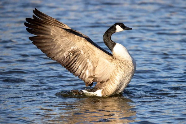 Selektiver Fokus Einer Watenden Kanadischen Gans Auf Der Wasseroberfläche — Stockfoto