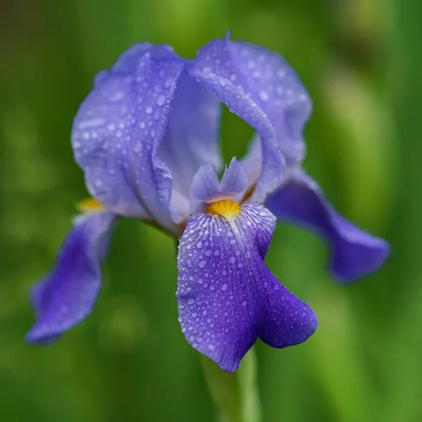 Selective Focus Purple Common Iris Flower Growing Garden — Stock Photo, Image