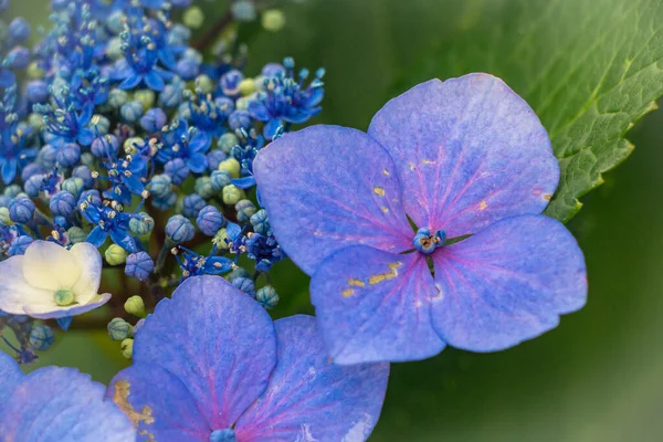 Närbild Den Vackra Blå Hortensia — Stockfoto