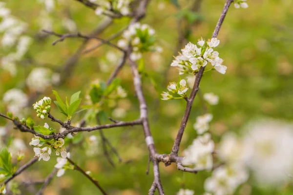 美しい花が咲く梅の木の枝の閉鎖 — ストック写真