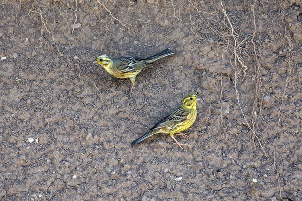 Cele Două Păsări Emberiza Citrinella Yellowhammer Rezervația Naturală Uvac Din — Fotografie, imagine de stoc