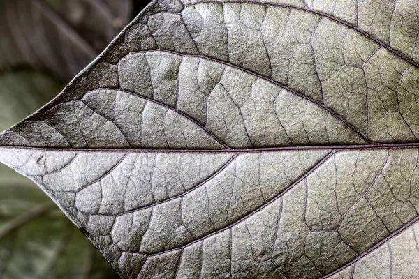 Closeup Shot Purple Leaf Blurred Background — Fotografia de Stock