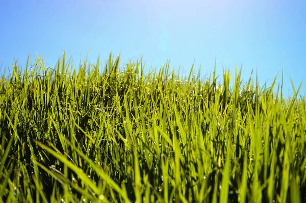 Campo Vacío Con Hierba Densa Bajo Cielo Azul Claro —  Fotos de Stock