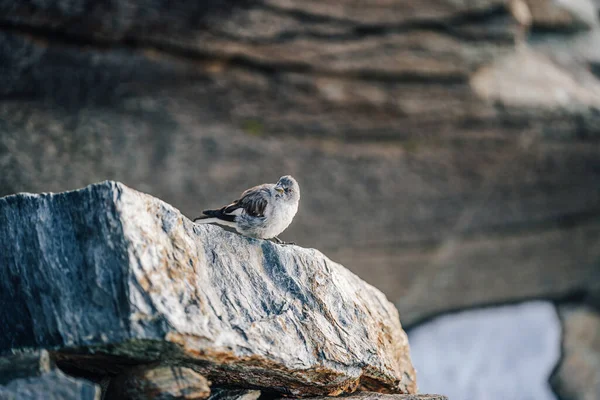 Kleiner Vogel Auf Einem Felsen Oder Findling Alpine Accentor Prunella — Stockfoto