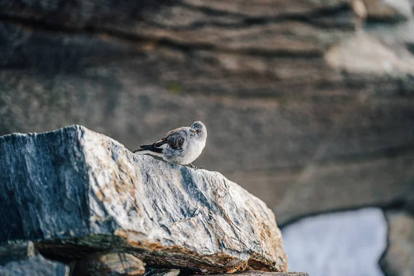 Pájaro Pequeño Una Roca Roca Acentor Alpino Prunella Collaris —  Fotos de Stock