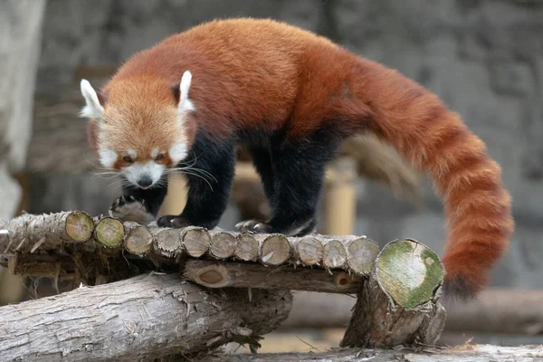 Eine Tageslichtaufnahme Eines Schönen Roten Panda Freien Stockfoto