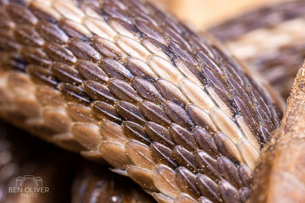 Bir Yılanın Pullu Desenine Yakın Çekim — Stok fotoğraf