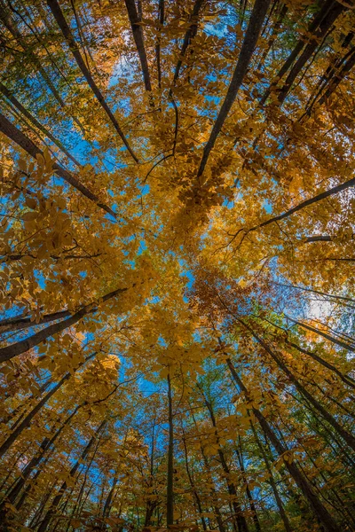 Een Lage Hoek Opname Van Vergelende Bomen Een Hardhouten Bos — Stockfoto