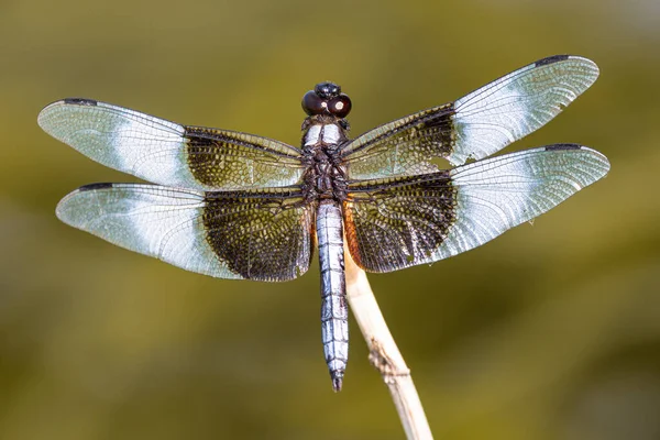 Plan Macro Une Libellule Sur Bâton Séché Sur Fond Flou — Photo