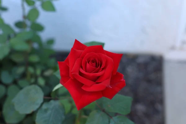 Close Uma Rosa Vermelha Jardim — Fotografia de Stock