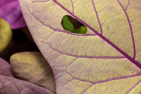 Крупним Планом Знімок Маленької Дірки Фіолетовому Листі — стокове фото