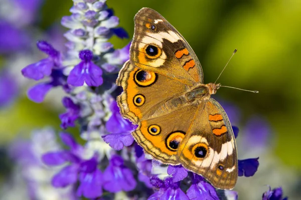 庭の紫色の花に美しい黄金の蝶のマクロショット — ストック写真