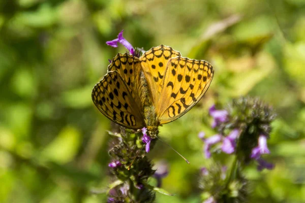 Primer Plano Hermosa Mariposa Speyeria Aglaja Flor Jardín Día Soleado —  Fotos de Stock