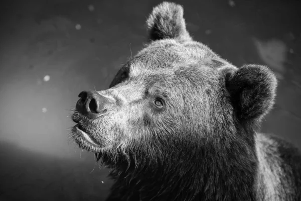 Retrato Tons Cinza Urso Pardo Com Fundo Embaçado — Fotografia de Stock