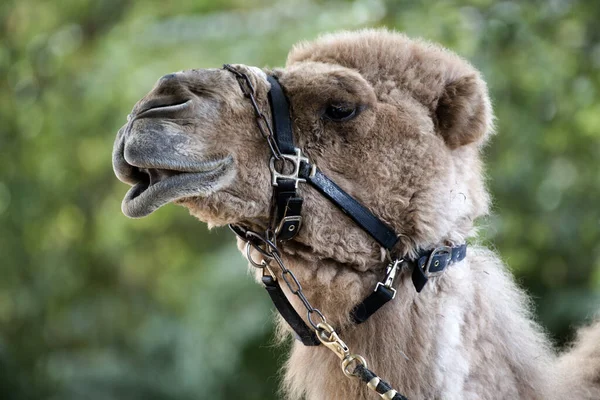 Närbild Ett Kamelhuvud Med Krage — Stockfoto