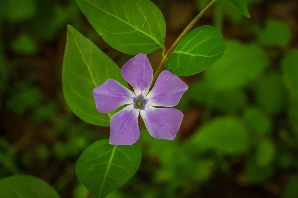 Closeup Vinca Genus Flowering Plants Family Apocynaceae — Stock Photo, Image