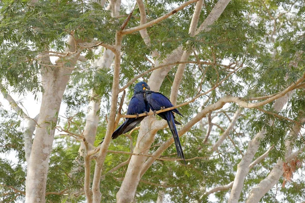 브라질 판타날에 부레옥잠 Anodorhynchus Hyacinthus 나뭇가지에 — 스톡 사진