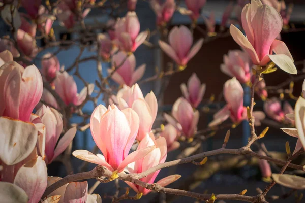 Μια Όμορφη Θέα Των Κλαδιών Των Δέντρων Ροζ Λουλούδια Μανόλια — Φωτογραφία Αρχείου