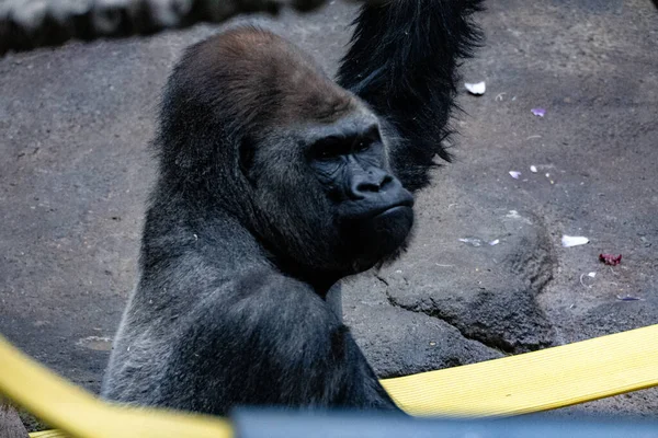 Retrato Cerca Gorila Con Una Mano Levantando — Foto de Stock