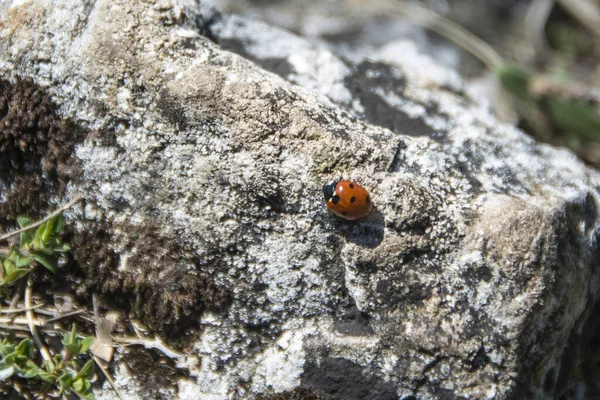 Coccinella Septempunctata Seven Spotted Lady Beetle Suva Planina Serbia — Fotografia de Stock