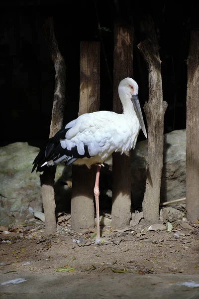 Plan Vertical Une Cigogne Blanche Dans Habitat Zoologique — Photo