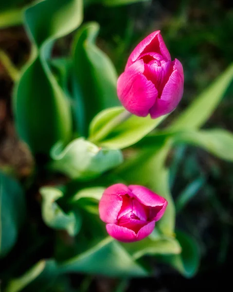 Una Hermosa Vista Tulipanes Campo — Foto de Stock