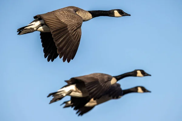 Una Bandada Aves Voladoras Contra Fondo Azul Del Cielo — Foto de Stock