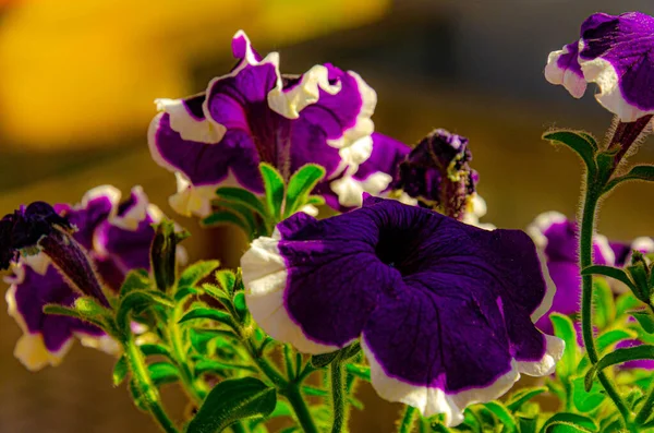 Een Close Van Prachtige Violette Petunia — Stockfoto