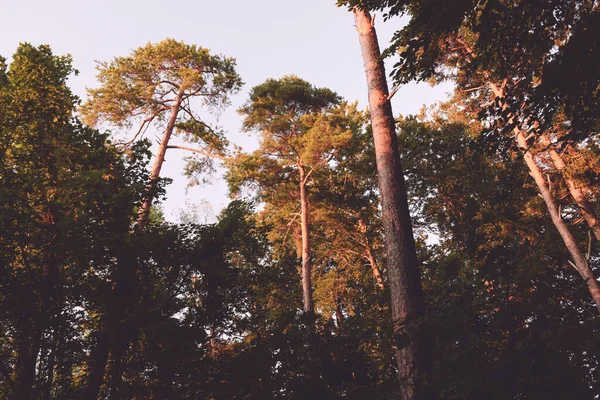 Egy Alacsony Szögű Lövés Fák Erdőben — Stock Fotó