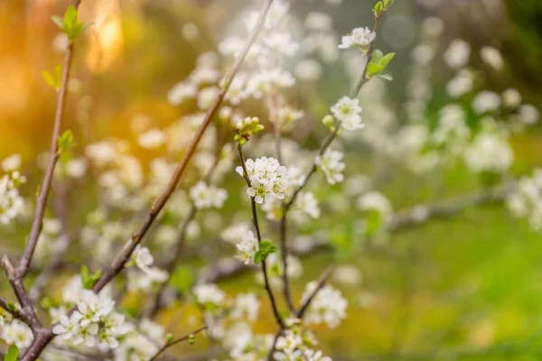 Zbliżenie Śliwki Gałęzie Pięknymi Kwitnącymi Kwiatami — Zdjęcie stockowe