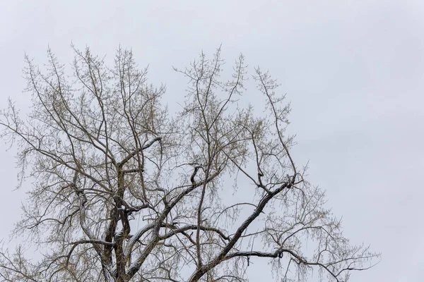 Schöne Aussicht Auf Eine Winterlandschaft Mit Schneebedeckten Bäumen — Stockfoto