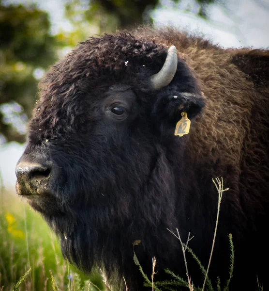 Uma Foto Perto Bisonte Americano — Fotografia de Stock