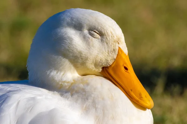 Closeup Shot Face White Duck Blurred Background — Stock Photo, Image
