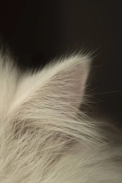 Primer Plano Vertical Oreja Gato Blanco Esponjoso — Foto de Stock