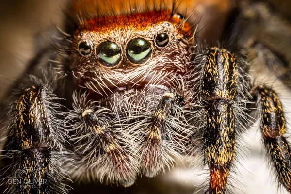 Een Macro Shot Van Een Harige Tarantula Tegen Een Wazige — Stockfoto