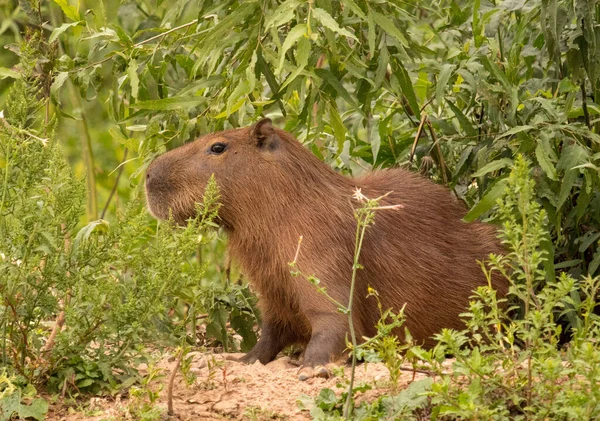 Közelkép Egy Capybara Brazil Pantanal Legnagyobb Rágcsáló Világon — Stock Fotó