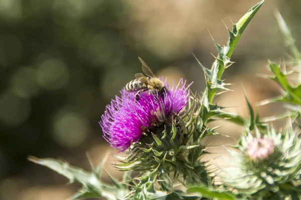 Closeup Shot Apis Mellifera Western Honey Bee Uvac Nature Reserve — Stock Photo, Image