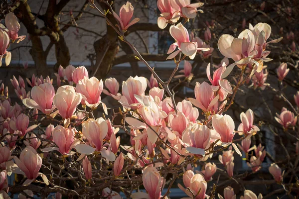 Uma Bela Vista Galhos Árvores Com Flores Magnólia Rosa — Fotografia de Stock